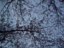 DSC05546.jpg